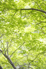 Fototapeta premium 新緑の森