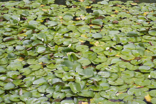 池に浮かぶスイレンの葉
