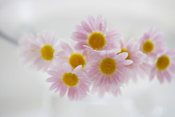 ピンクの小さい花マーガレット