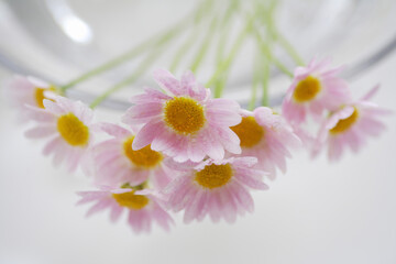 ガラスの花器に彩られてマーガレット