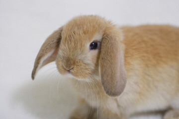 ロップイヤーラビット