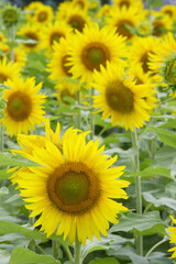 一面のひまわり畑