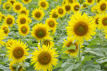 一面のひまわり畑