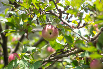 Manzanas orgánicas en árbol, huerto.