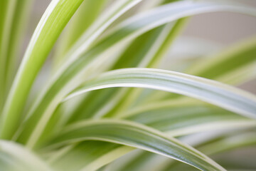 観葉植物のオリヅルラン