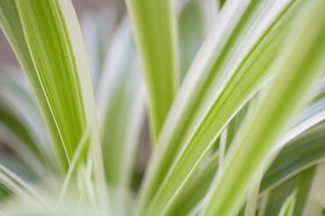 観葉植物のオリヅルラン