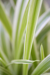 観葉植物のオリヅルラン