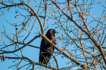 Crow sitting in a tree