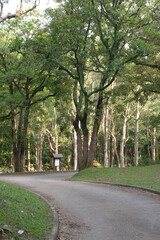 Fototapeta na wymiar 30 Sept 2007 Woodland of Paper bark trees in Jubilee Reservoir,
