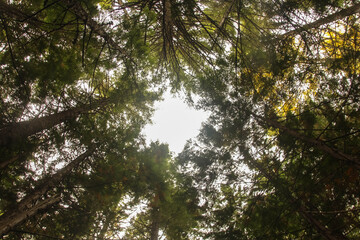 sun shining through trees