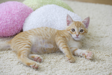 リビングでリラックスする子猫