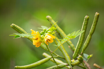 ハブソウ（波布草、Senna occidentalis）、ハブに咬まれたときの民間薬として導入された。