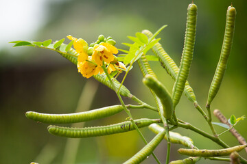 ハブソウ（波布草、Senna...