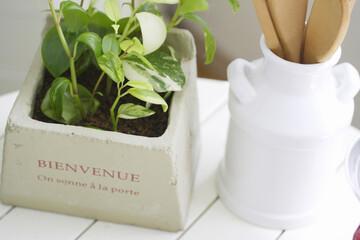 キッチン雑貨とグリーン