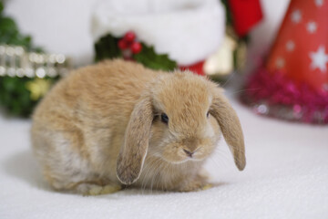 ウサギさんのクリスマス