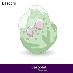 Basophil cell of innate immunity or  type of white blood cell vector