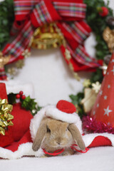 ウサギさんのクリスマス