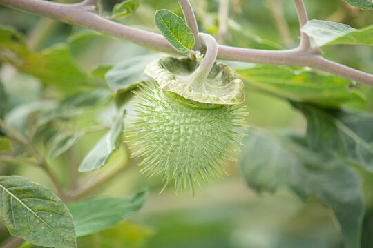 151 Best Inoxia Images Stock Photos Vectors Adobe Stock