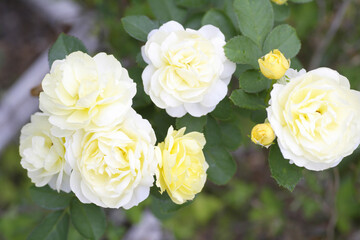 庭に咲く黄色のバラ