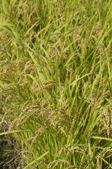 たわわに実る稲穂