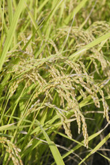 たわわに実る稲穂