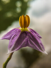 Beautiful Flower on blur effect Background