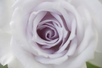 クローズアップされた薄紫色の薔薇