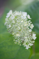 クローズアップされたアナベルの蕾