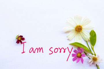 i am sorry message card handwriting with colorful flowers cosmos arrangement flat lay postcard style on background white