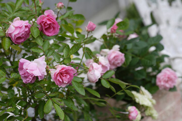 ガーデニング薔薇のコンテナ