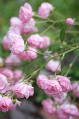 ガーデニング薔薇のコンテナ