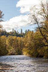 river through yellow autumn forest on sunny day