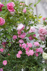 ガーデニング薔薇のコンテナ