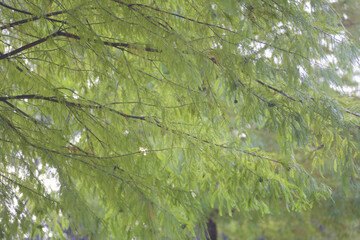 Fototapeta premium メタセコイヤの並木道