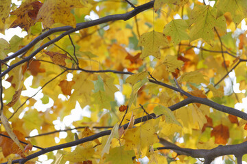 Fototapeta premium 紅葉するカエデ