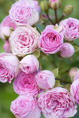 ピンク色のバラの花