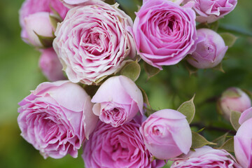 ピンク色のバラの花