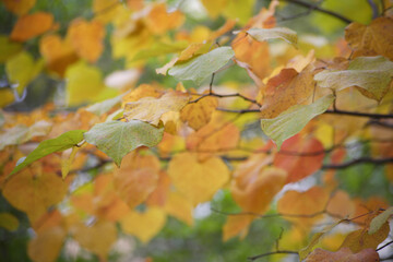 秋に色づいたカツラの葉