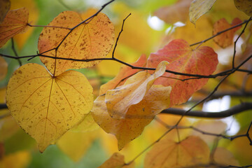秋に色づいたカツラの葉