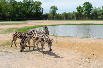 Fototapeta na wymiar zebra near the river