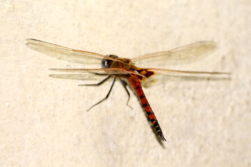 beautiful red dragonfly on wall, natural insect of fly selective focus with blur.
