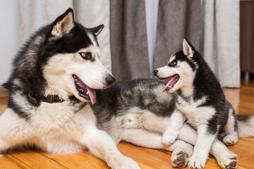 Two husky dogs are playing indoor at home. Mother dog playing with her little puppy