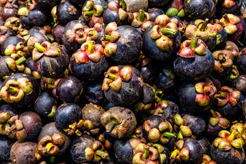 Pile of fresh purple mangosteens, queen of fruit, in local market.
