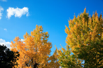 Fototapeta premium イチョウ