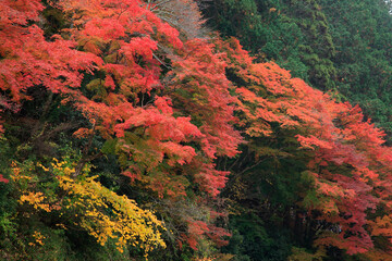 香嵐渓の紅葉