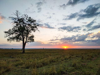 Fototapeta na wymiar Safari in Kenya and Tanzania. Masai-Mara, Serengeti, Ngorongoro,