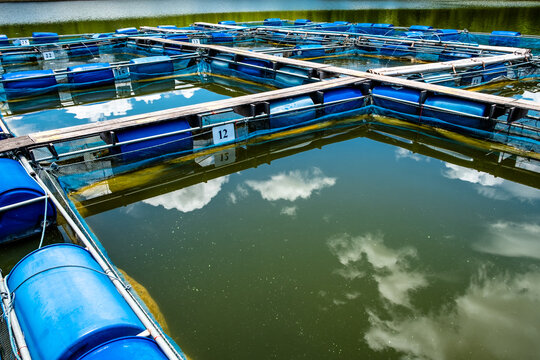 Aquaculture of Nile tilapia in fishing cage in a pond with blue plastic drum. Reflection of clear sky and white clouds in the water.
