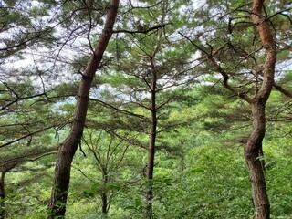 Fototapeta premium trees in the forest