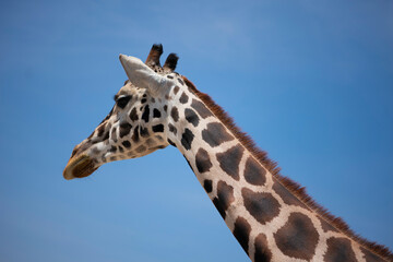 portrait of giraffe