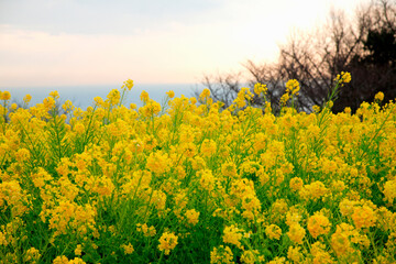 菜の花畑と相模湾